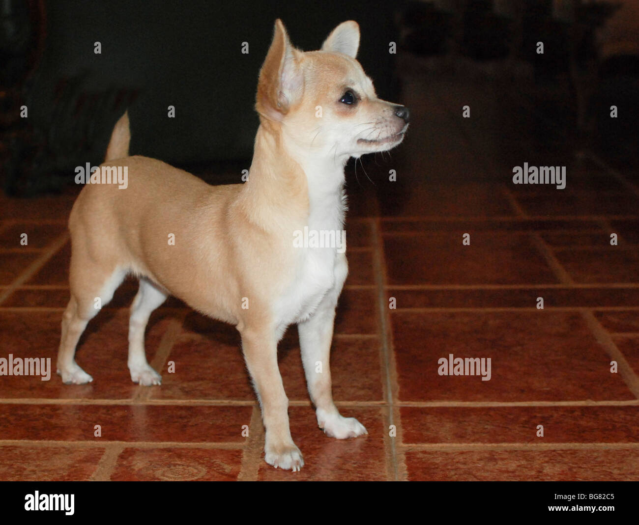 Il Pet chihuahua cane Foto Stock