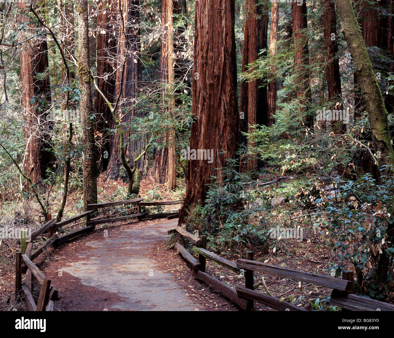 CALIFORNIA - Sentiero attraverso il Redwood alberi della Cattedrale Grove nel Muir Woods monumento nazionale Foto Stock