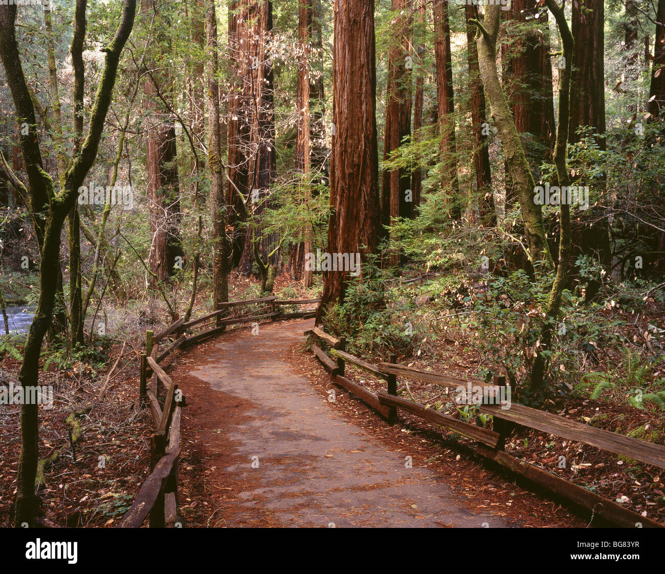 AA04899-02...CALIFORNIA - Sentiero attraverso il Redwood alberi della Cattedrale Grove a Muir Woods National Monument. Foto Stock