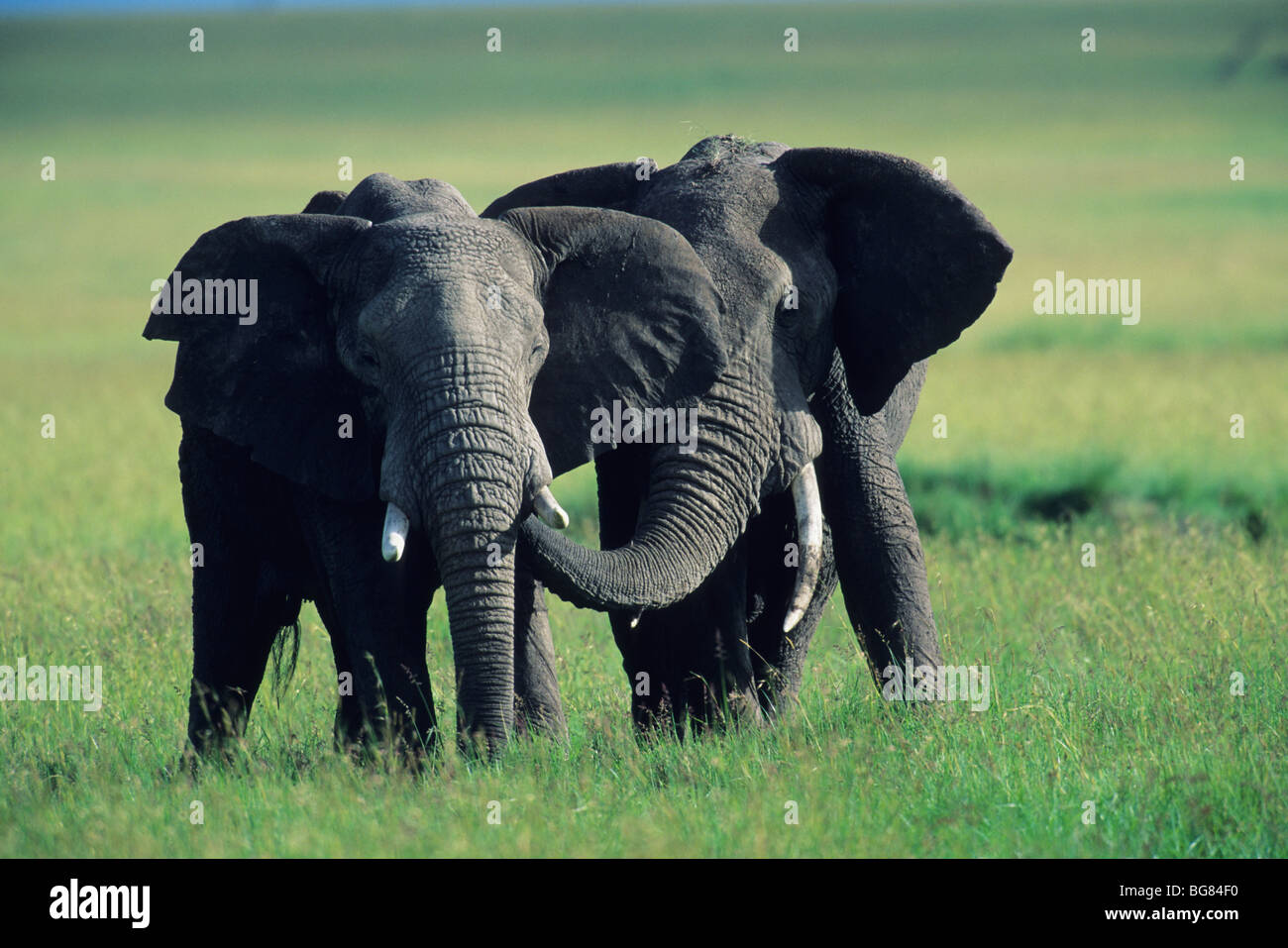 L'elefante africano (Loxodonta africana), tori saluto riserva Masai Mara, Kenya Foto Stock