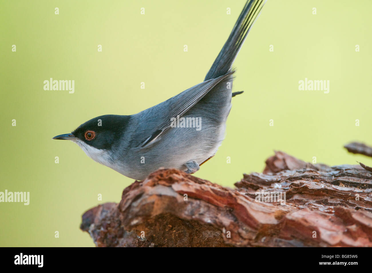 Maschio di Sylvia melanocephala, Spagna Foto Stock