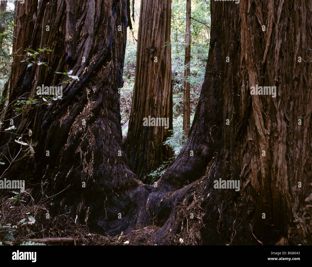 CALIFORNIA - alberi di sequoia in Cattedrale Grove a Muir Woods National Monument. Foto Stock
