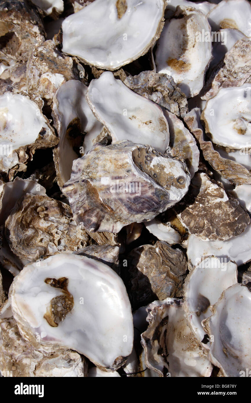 WHITSTABLE OYSTER gusci. Foto Stock