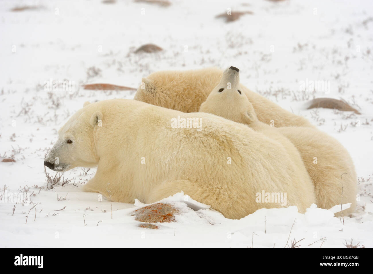 Orso polare (Ursus maritimus) Madre e lupetti, Churchill, Manitoba, Canada Foto Stock