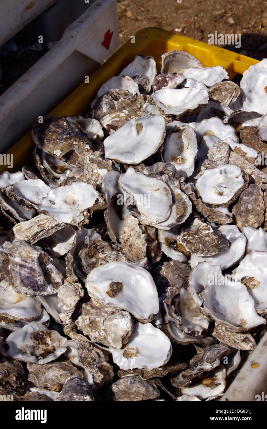 WHITSTABLE OYSTER gusci. Foto Stock