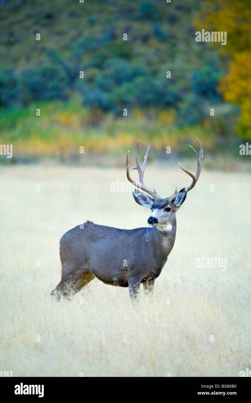 Mule Deer, Dinosaur National Monument, Colorado, STATI UNITI D'AMERICA Foto Stock