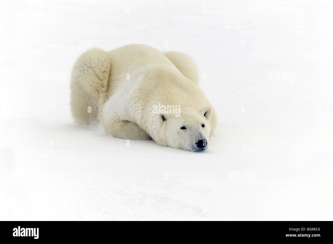Orso polare (Ursus maritimus) di appoggio nella neve lungo la Baia di Hudson costa, Churchill, Manitoba, Canada Foto Stock