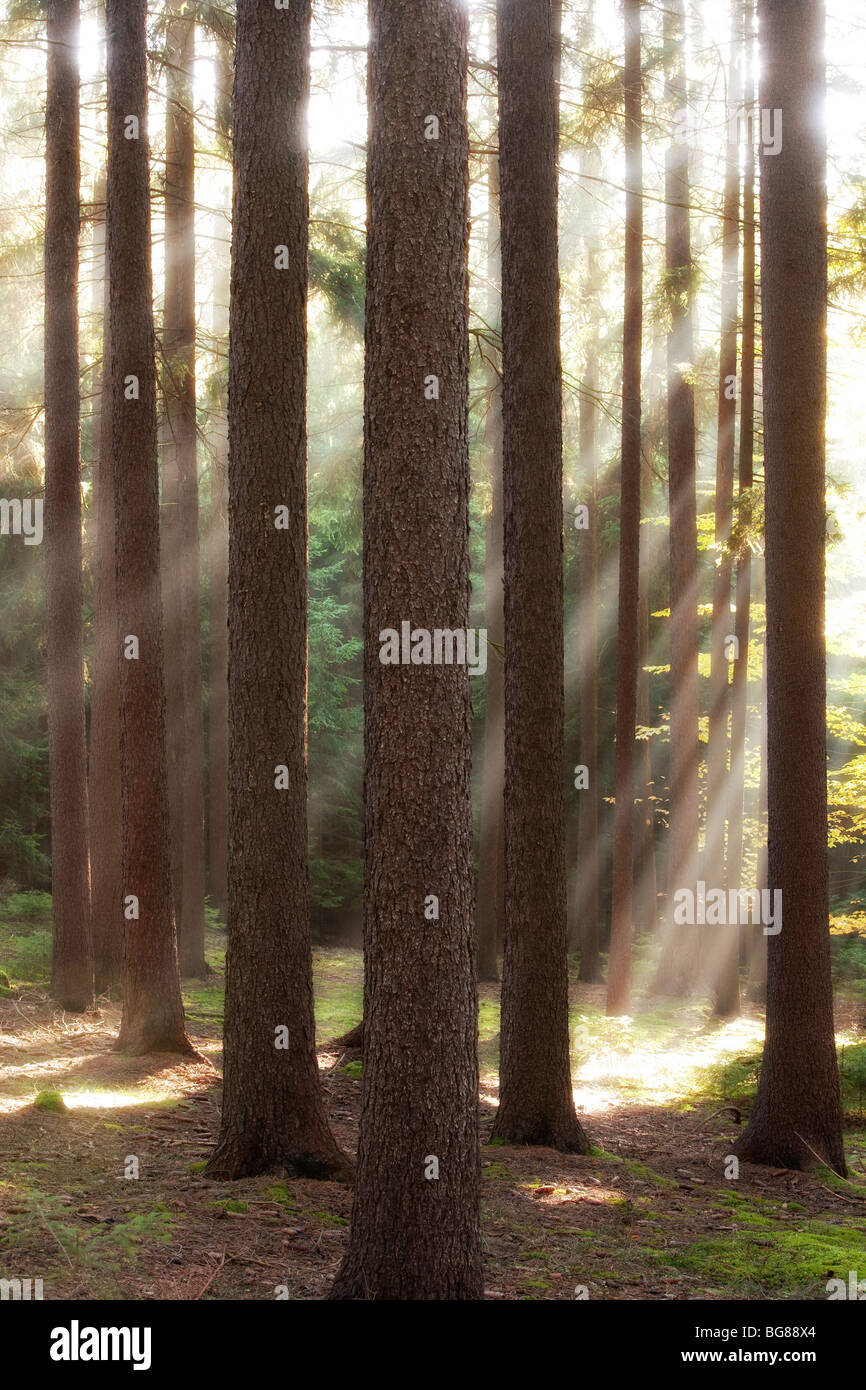 Foresta di autunno scena con raggi di sole che splende attraverso filiali Foto Stock