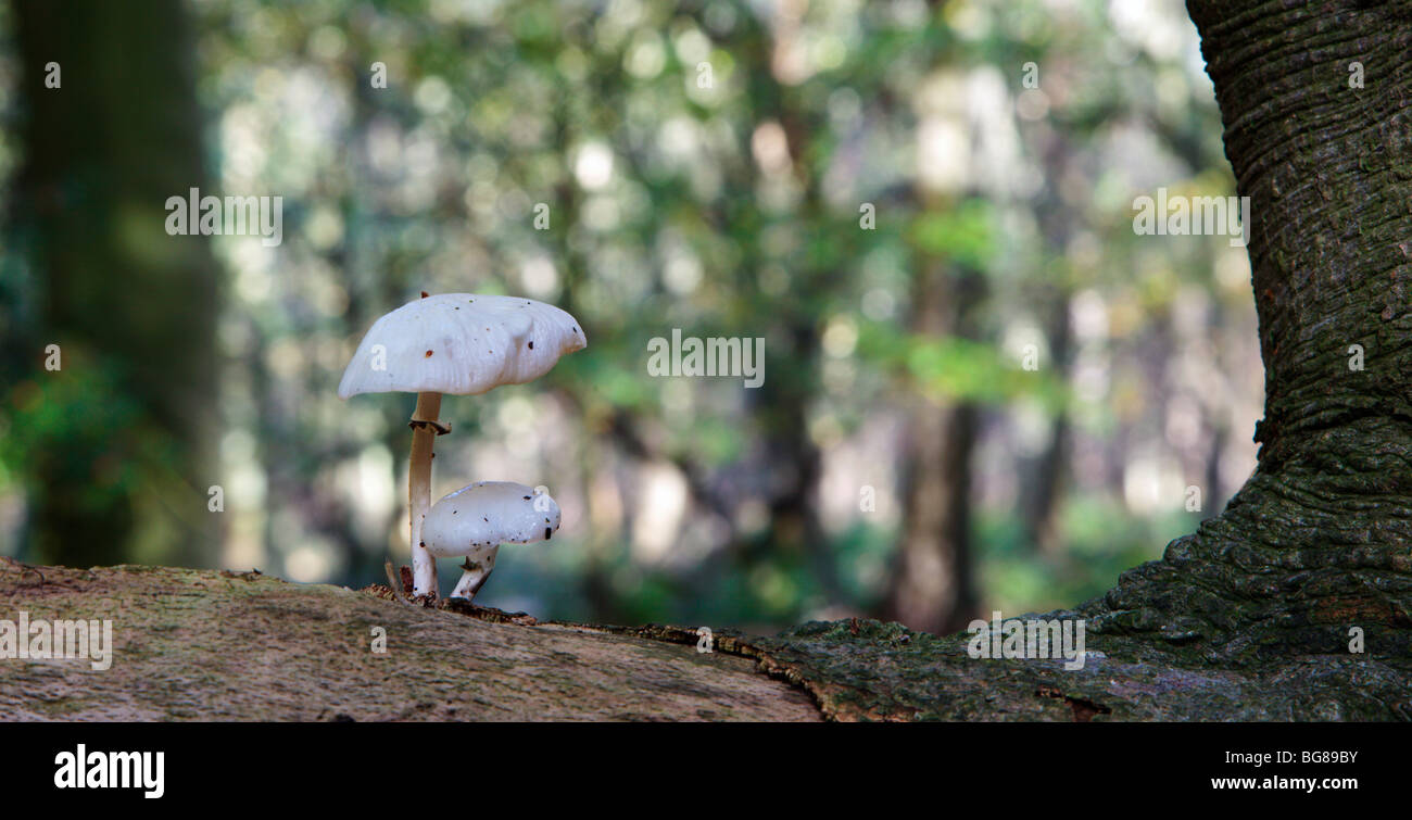 Chilterns in legno di faggio fungo di porcellana Oudemansiella Mucida Foto Stock
