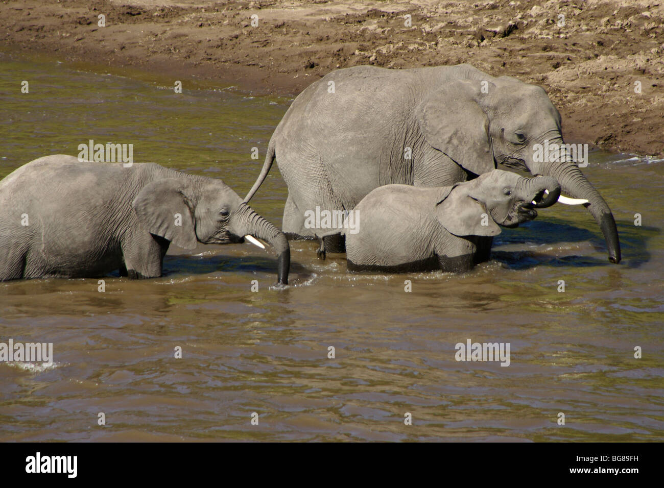 Gli elefanti di bere dal fiume, Masai Mara, Kenya Foto Stock