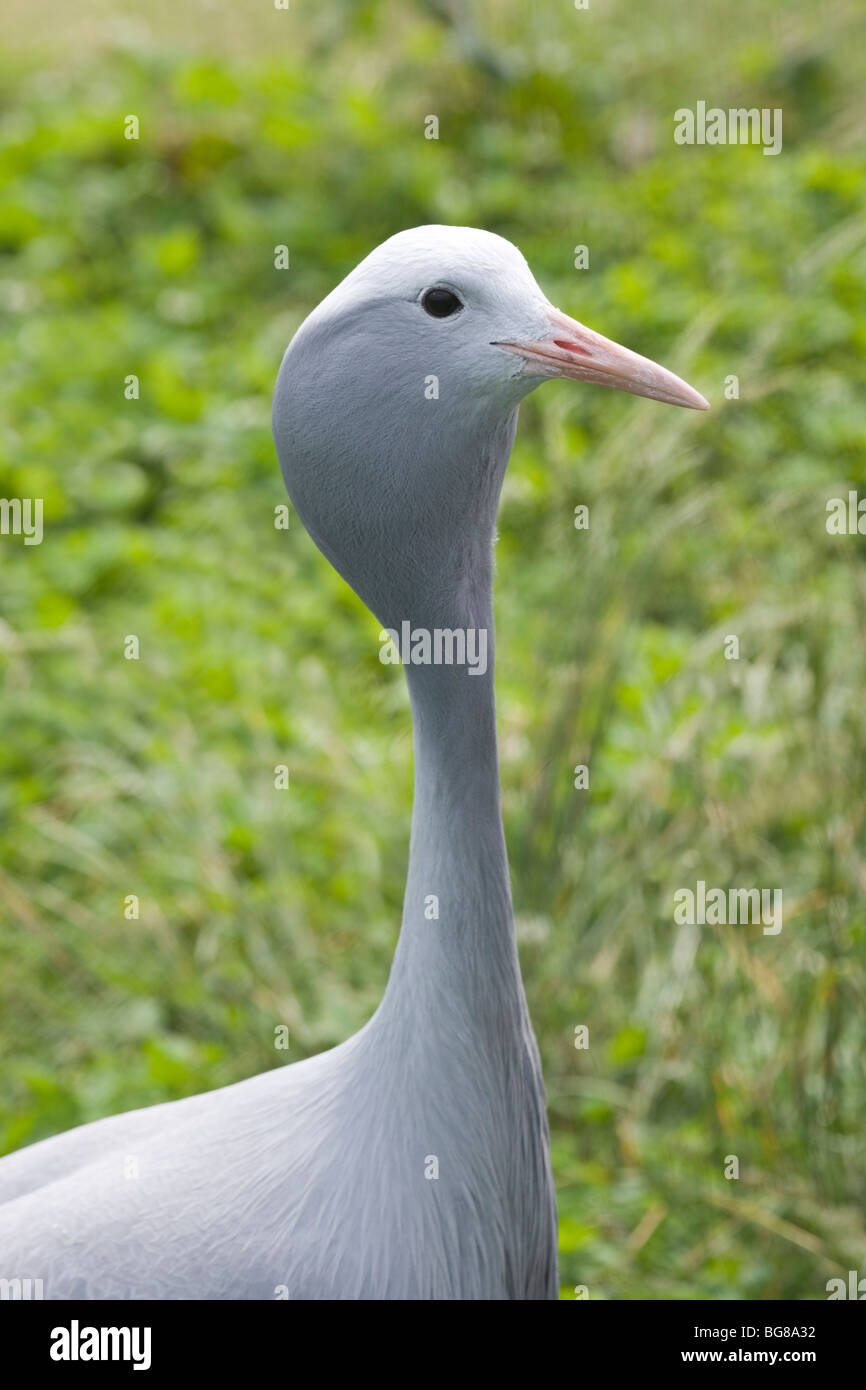 Blu, Stanley o Paradiso gru (Anthropoides paradisaea). Testa e collo verticale. Uccello nazionale del Sud Africa. Foto Stock