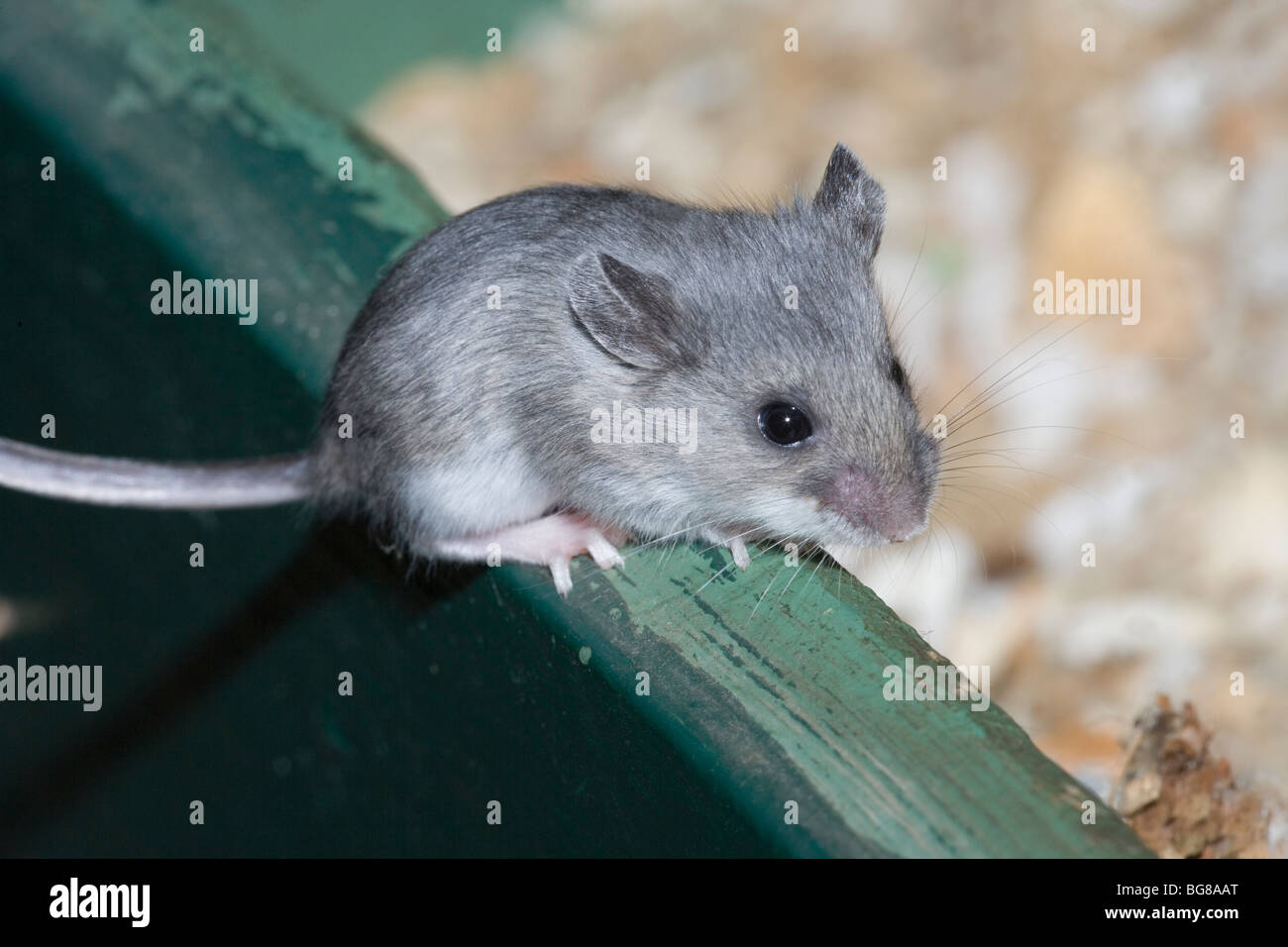 Bianco-footed Deer Mouse (Peromyscus maniculatus). Bilanciamento del bambino sul lato di un leaflet dispenser. Parco nazionale. In Pennsylvania. Stati Uniti d'America. Foto Stock