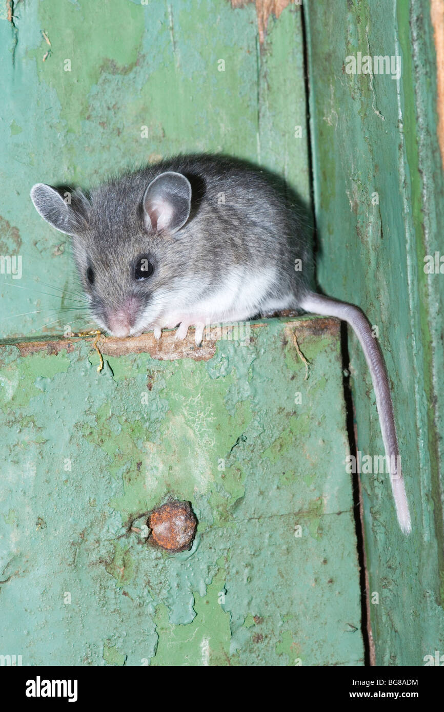 Bianco-footed Deer Mouse (Peromyscus maniculatus). Adulto entro in disuso a​ leaflet dispenser, usandolo come un nido sito. In Pennsylvania. Stati Uniti d'America. Foto Stock