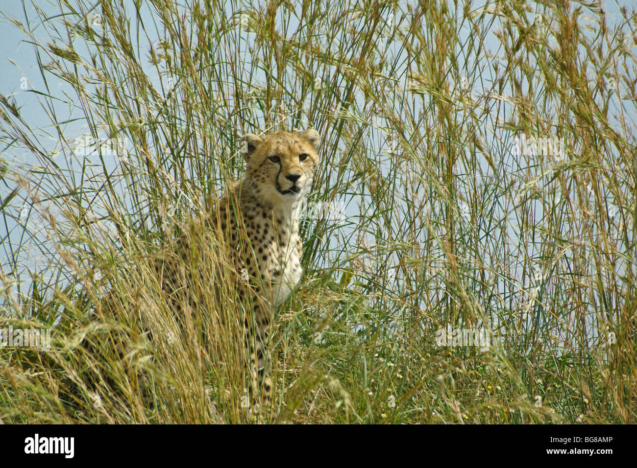 Cheetah cub in erba lunga, il Masai Mara, Kenya Foto Stock
