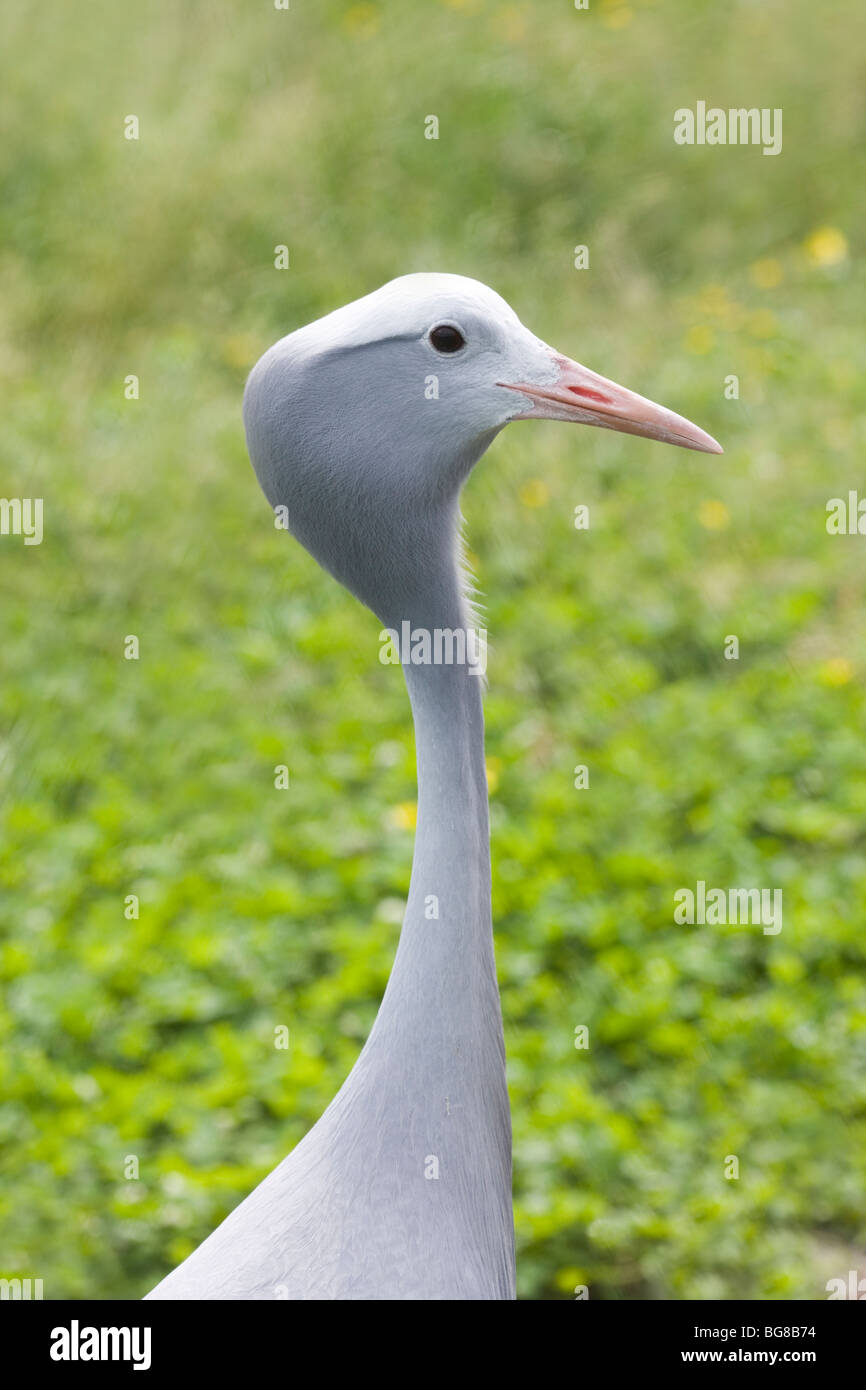 Blu, Stanley o Paradiso gru (Anthropoides paradisaea). Testa e collo verticale. Uccello nazionale del Sud Africa. Foto Stock