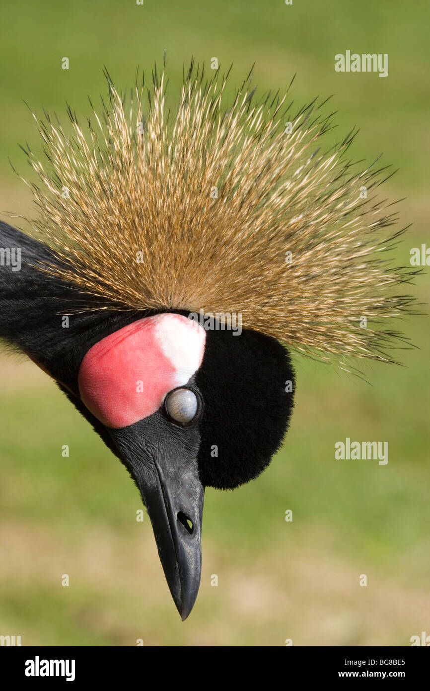 West African, nero o nero a collo Crowned Crane (Balearica pavonina). Membrana Nictitaing, o "terzo occhio coperchio' tracciata Foto Stock
