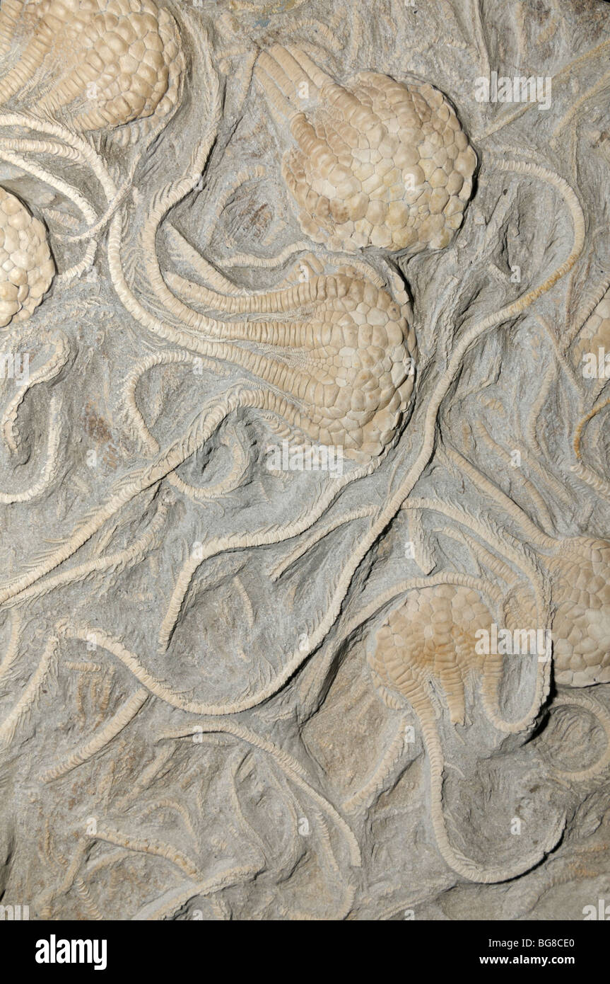 Crinoide fossili, Uintacrinus socialis, dal Cretaceo Foto Stock