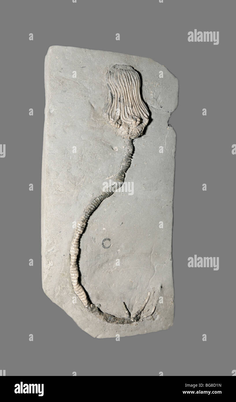 Crinoide fossile, Agaricocrinus splendens, dall'epoca Mississipian Foto Stock