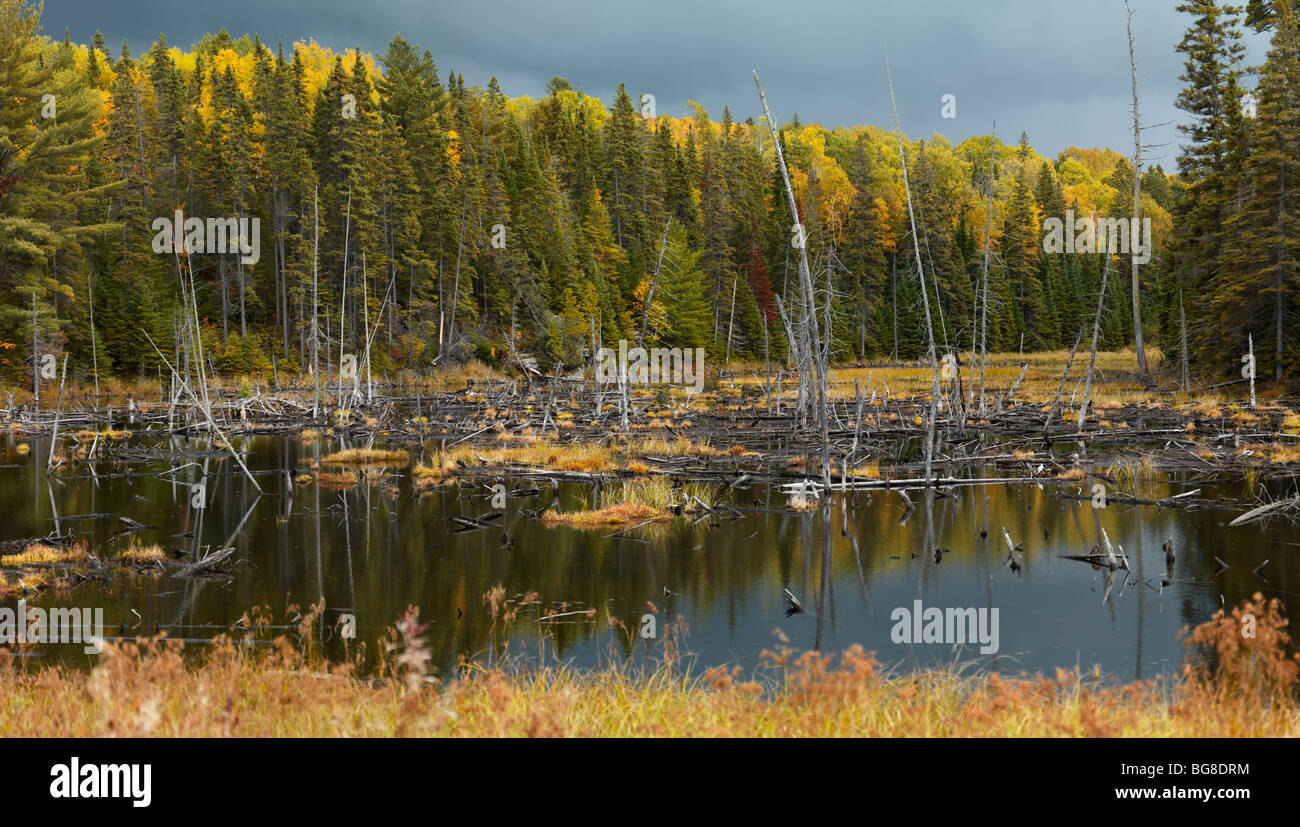 Affogato alberi rientrano la natura delle zone umide scenario. Algonquin Provincial Park, Ontario, Canada. Foto Stock