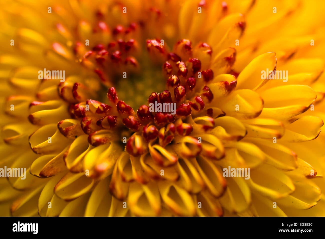 Primo piano del fiore Chrysanthenum(pumpum veriety) Foto Stock