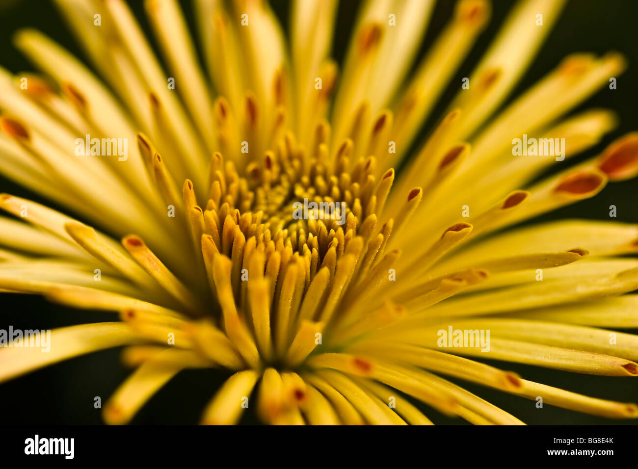 Primo piano del fiore Chrysanthenum(pumpum veriety) Foto Stock