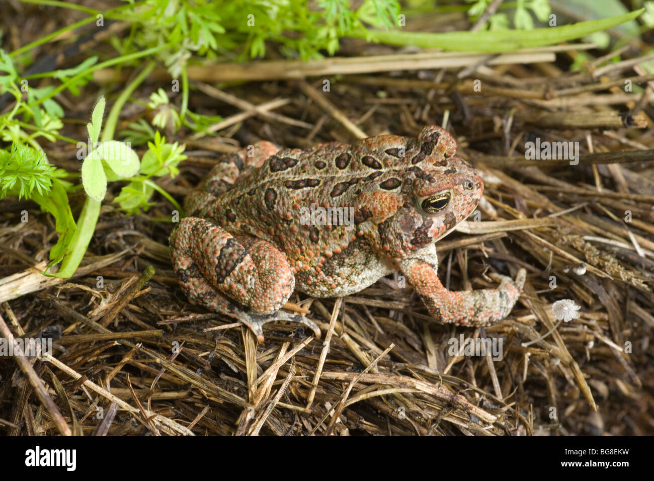 American Toad (Bufo americana). Mostra camouflage e criptico di pelle o marcature epidermica. Giallo striscia dorsale. Foto Stock