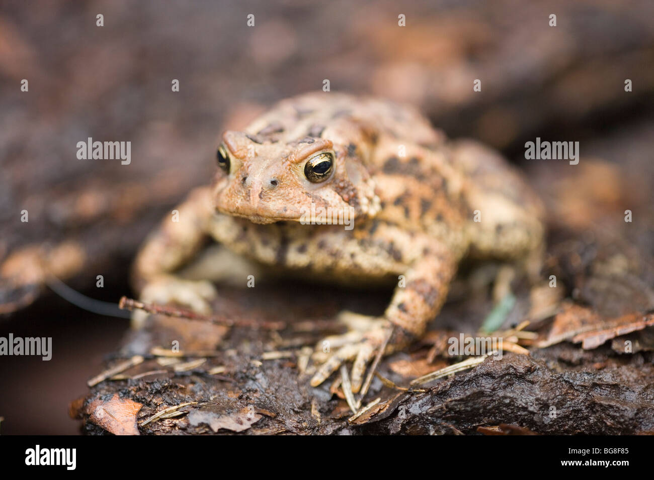 American Toad (Bufo americana). Posizione degli occhi consente la visione stereoscopica, critico per un predatori di invertebrati cacciatore di cibo. Foto Stock