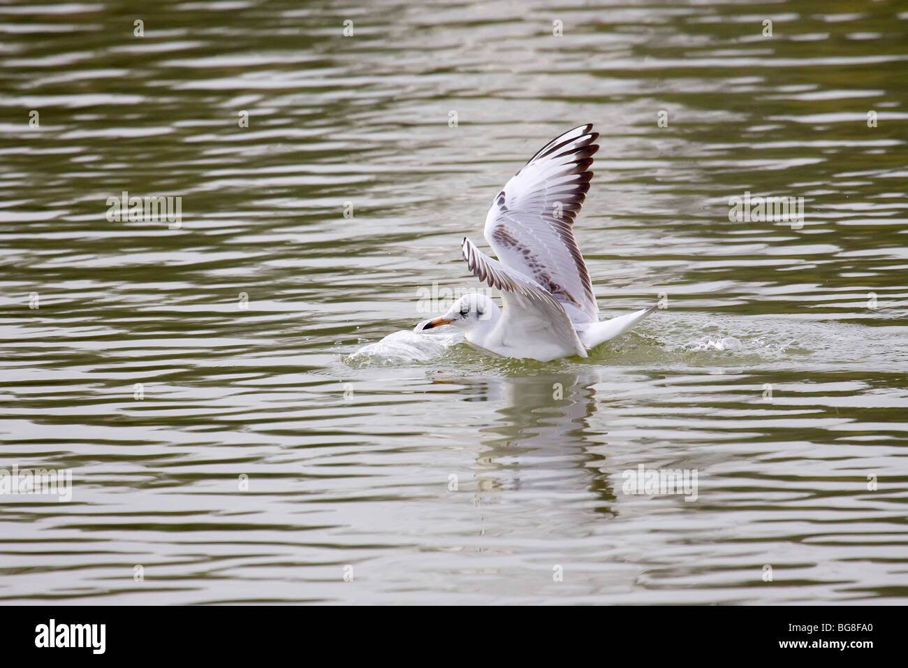 Un giovane nero-headed Gull mentre si tocca verso il basso sulle acque di un lago Foto Stock