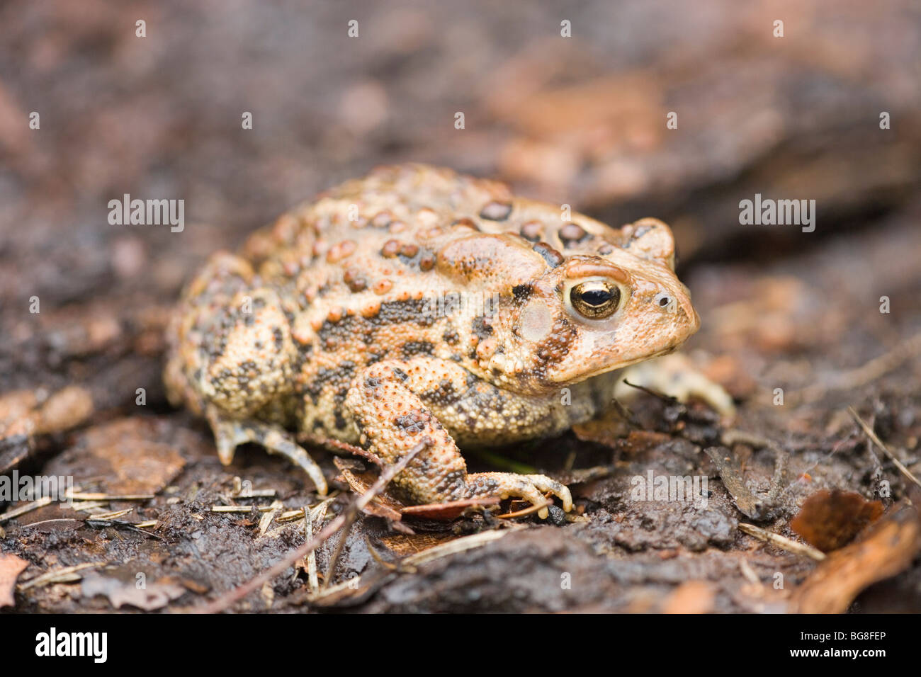 American Toad (Bufo americana). Cellule epidermiche, pelle, mimetizzato tra i colori di terra. In appoggio sul pavimento woodland figliata di foglia. Foto Stock