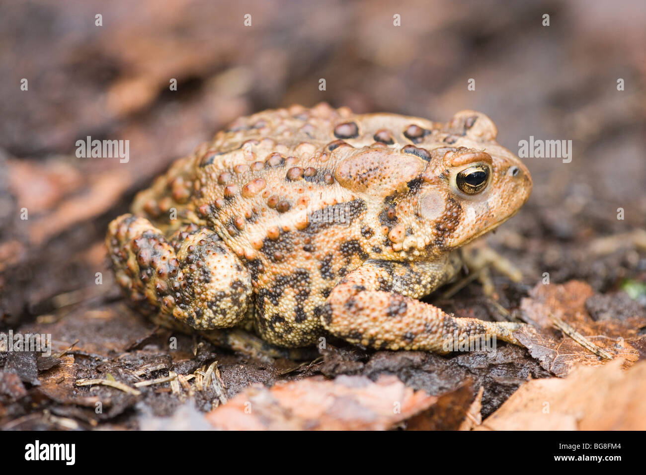 American Toad (Bufo americana). Cellule epidermiche, pelle, mimetizzato tra i colori di terra. In appoggio sul pavimento woodland figliata di foglia. Foto Stock