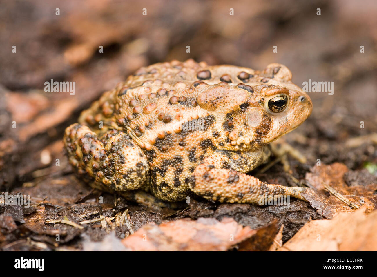 American Toad (Bufo americana). Foto Stock