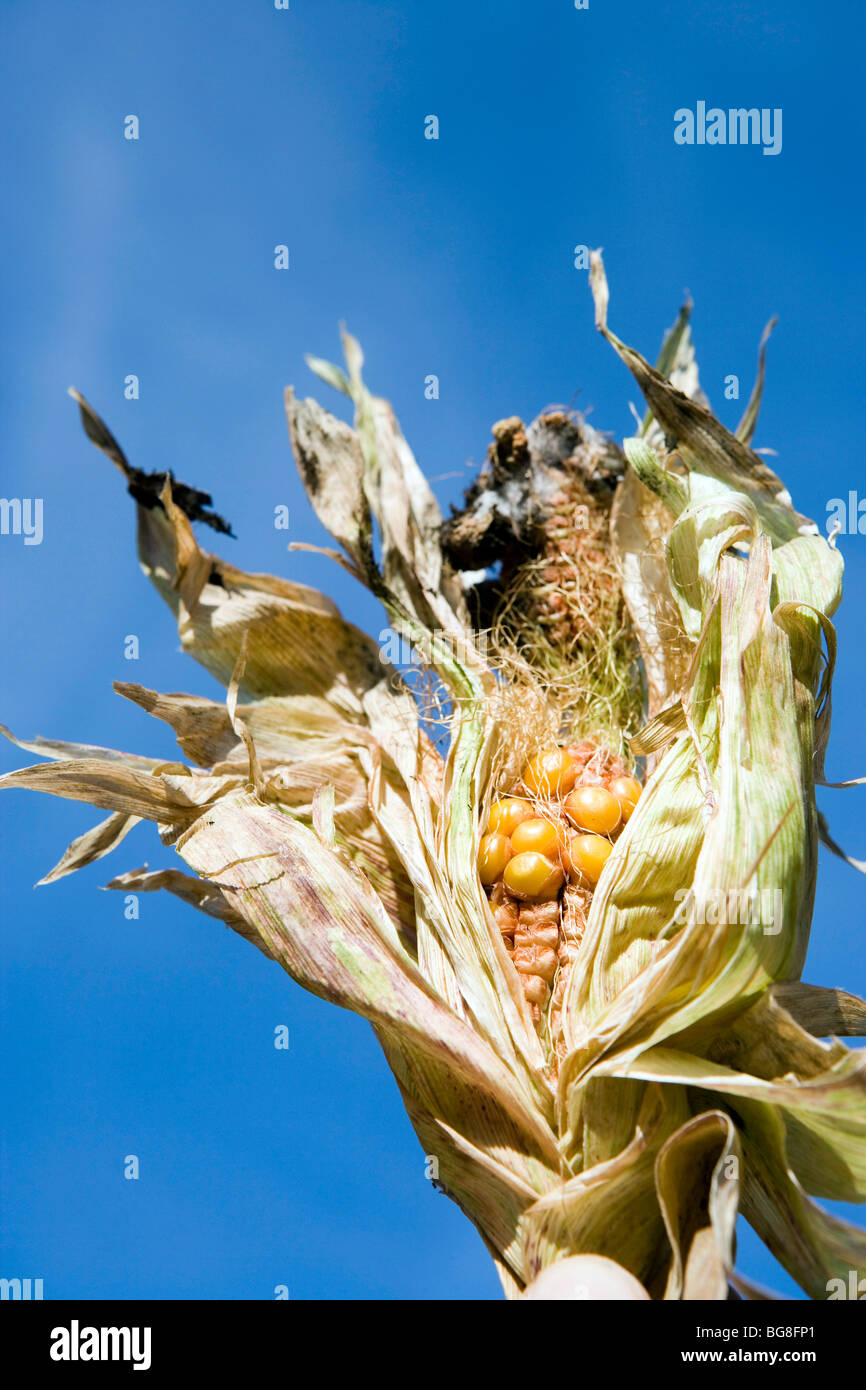 Granello di fuliggine / nero ruggine su un orecchio di mais Foto Stock