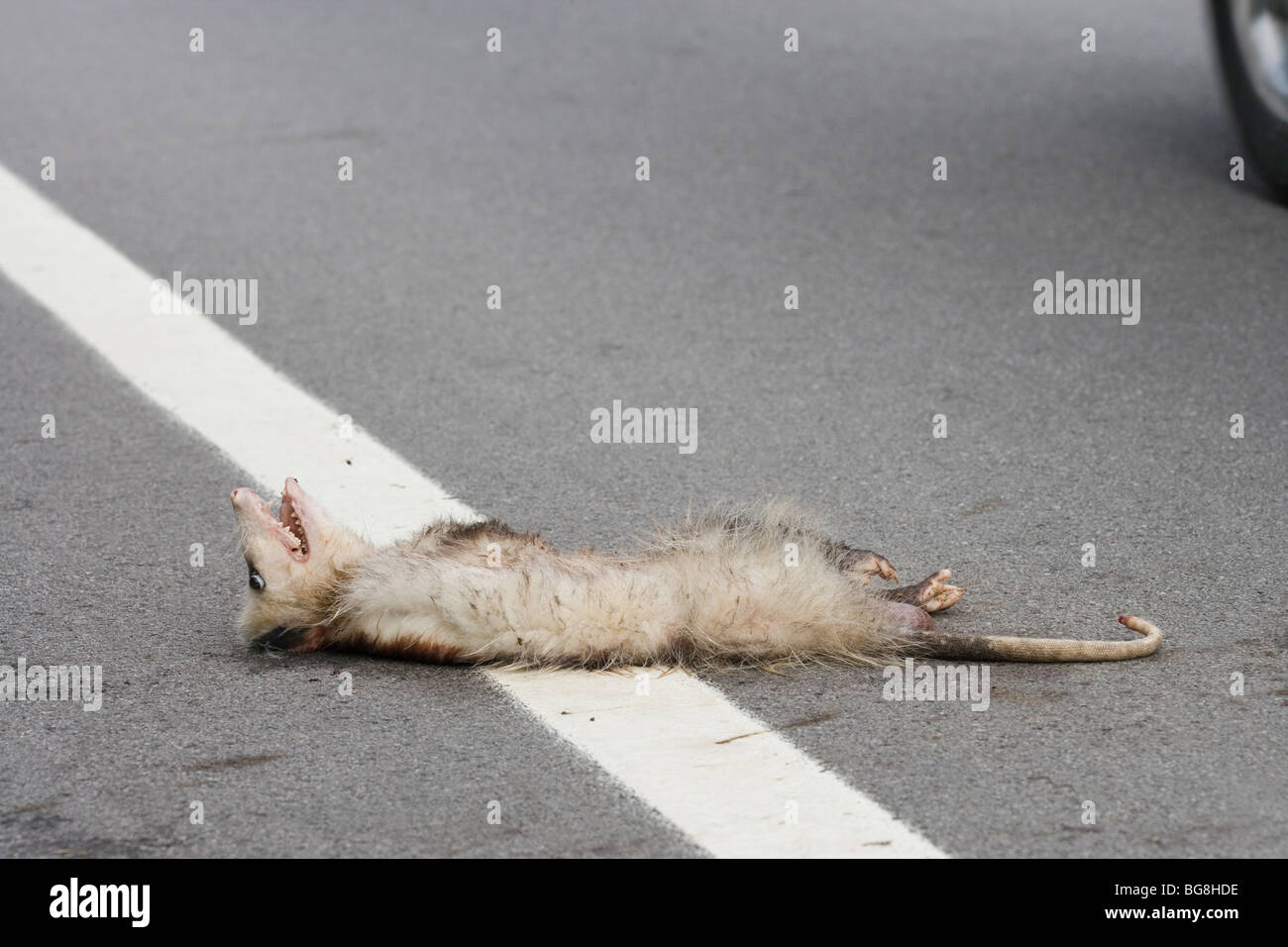 Virginian o North American Opossum (Didelphis virginiana). Road kill vittima. Foto Stock