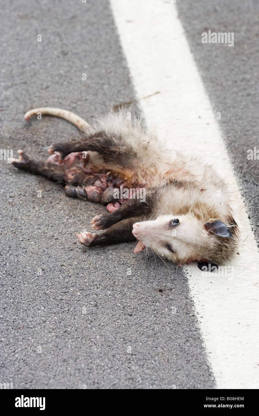 Virginian o North American Opossum (Didelphis virginiana). Road kill vittima. In Pennsylvania, Stati Uniti d'America. Foto Stock