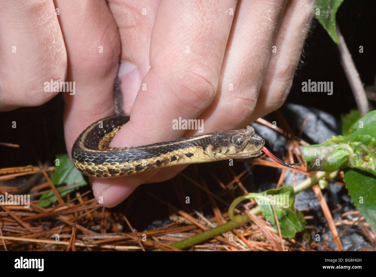 Giarrettiera orientale Snake Thamnophis sirtalis sirtalis, mano trattenuto per mostrare l'inizio di desquamazione o ecdysis dalla testa. Foto Stock
