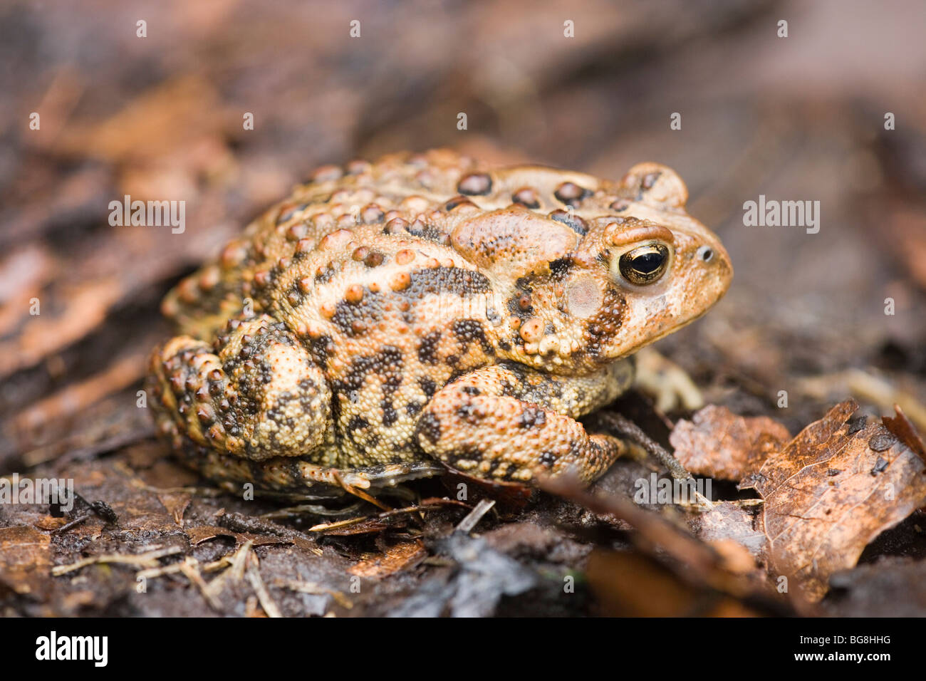 American Toad (Bufo americana). Foto Stock