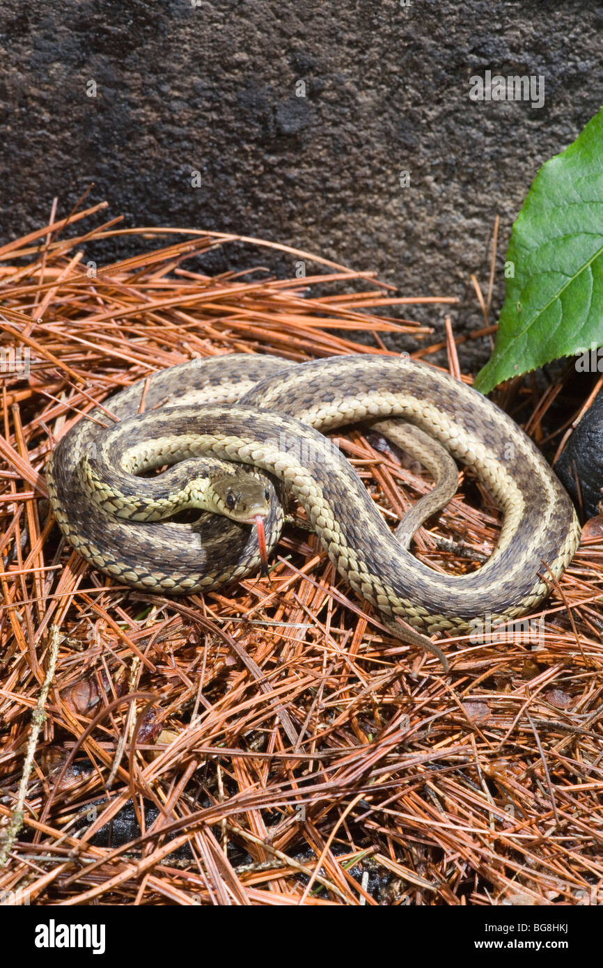 Giarrettiera orientale Snake (Thamnophis sirtalis sirtalis). Luglio. In Pennsylvania, Stati Uniti d'America. Foto Stock
