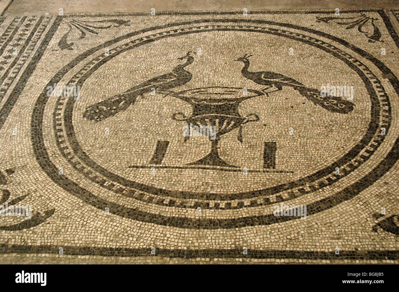 Mosaico raffigurante due pavoni su un vaso. Museo archeologico. Pula. La Croazia. Foto Stock