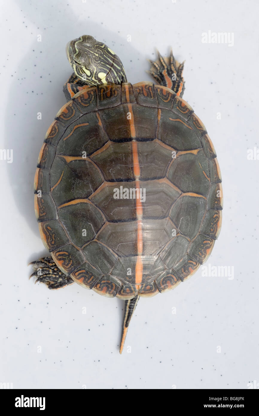 Verniciato meridionale Turtle Chrysemys picta dorsalis. Mostra tipici vertebrali dorsali striscia da estremità di testa del carapace di coda. Foto Stock