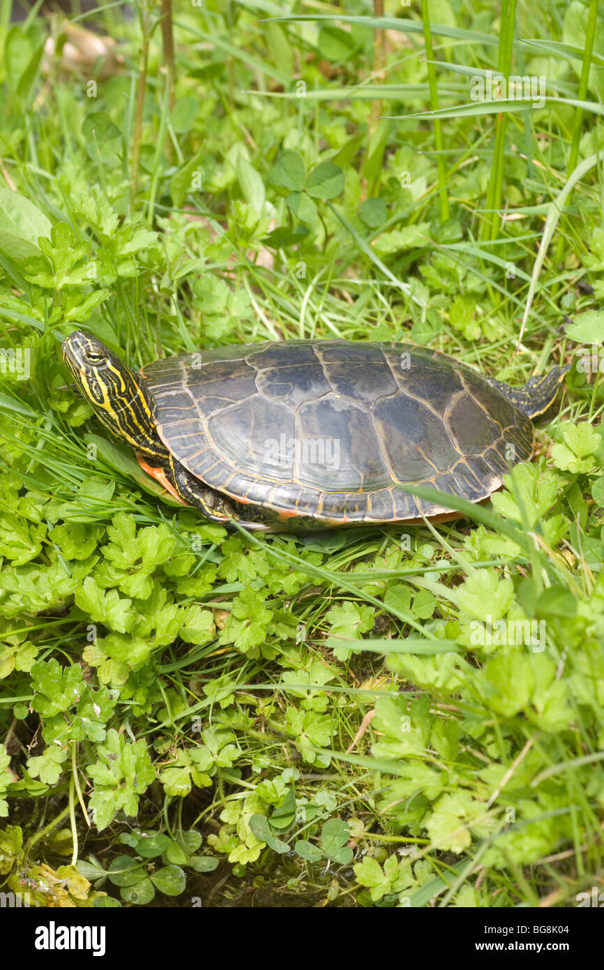 Western dipinto Turtle Chrysemys picta belli sun crogiolarsi sulla terra Foto Stock