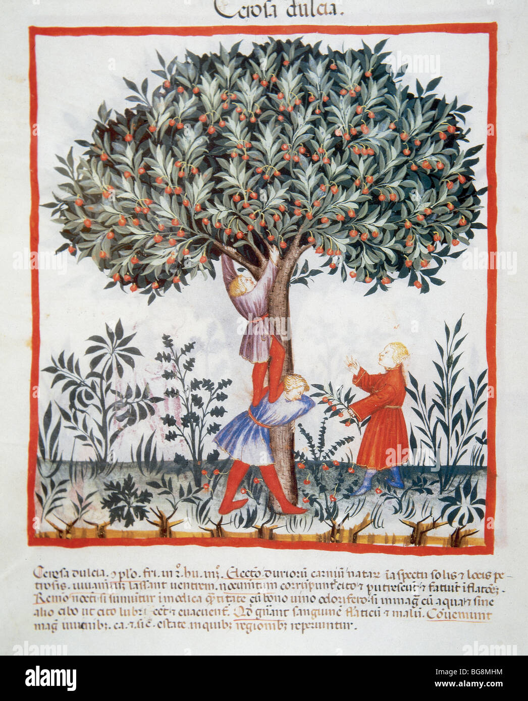 Ciliegie datati