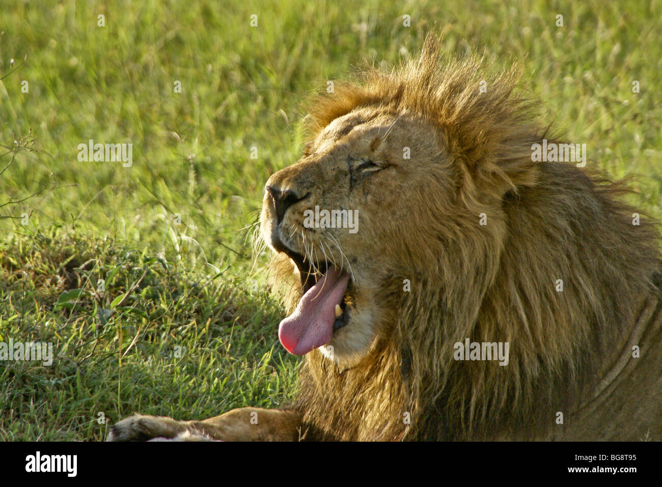 Maschio di leone africano a sbadigliare, il Masai Mara, Kenya Foto Stock