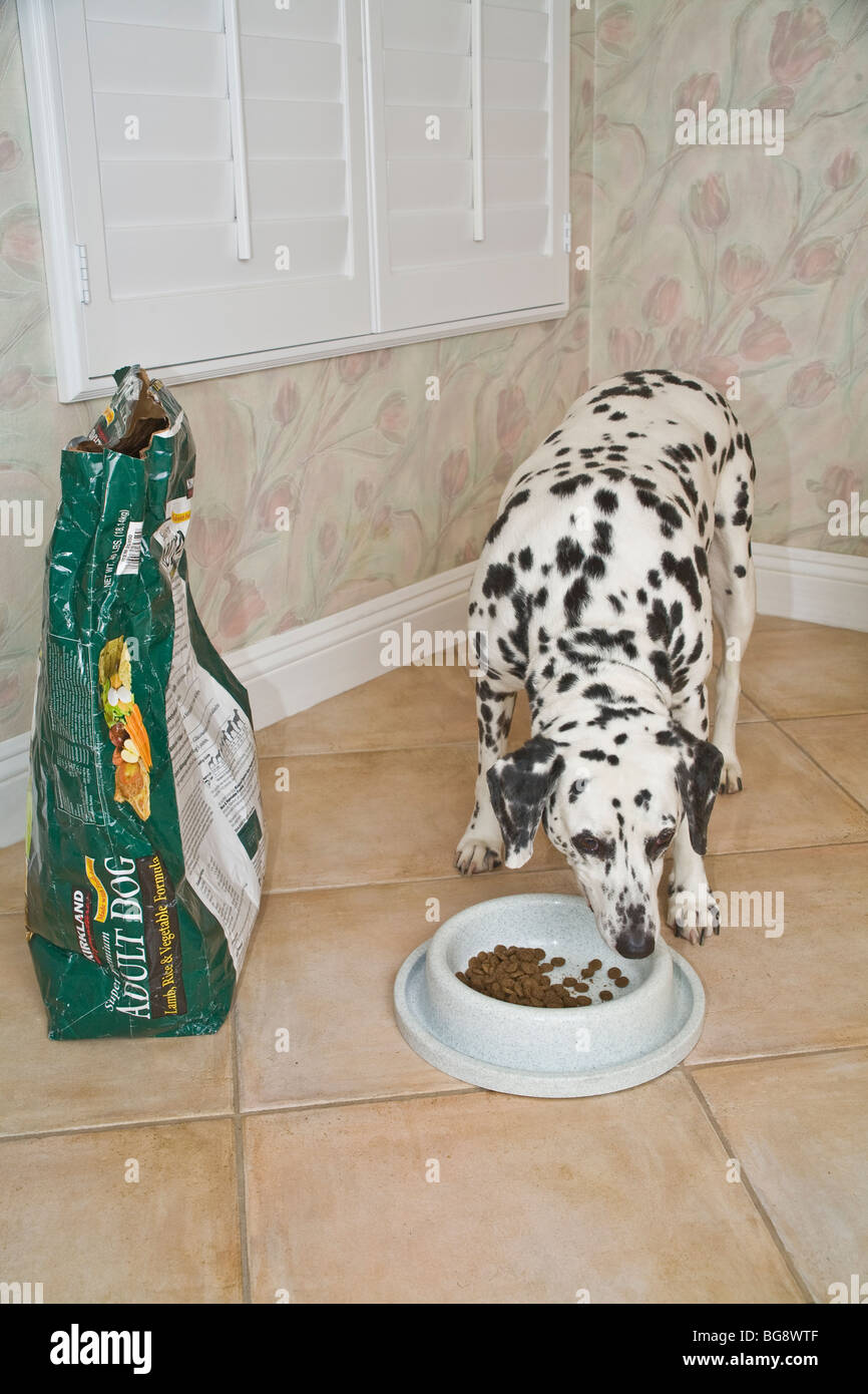 Cane dalmata di mangiare dal piatto vicino il cibo per cani borsa . Signor © Myrleen Pearson .......Ferguson Cate Foto Stock