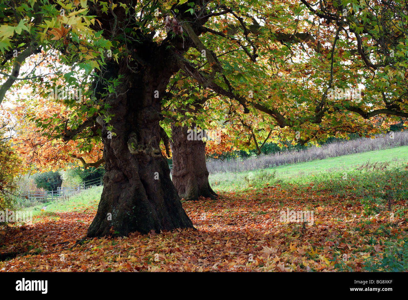 Molto vecchio albero piano a Shiplake Lock sul Fiume Tamigi Oxfordshire England Regno Unito Foto Stock