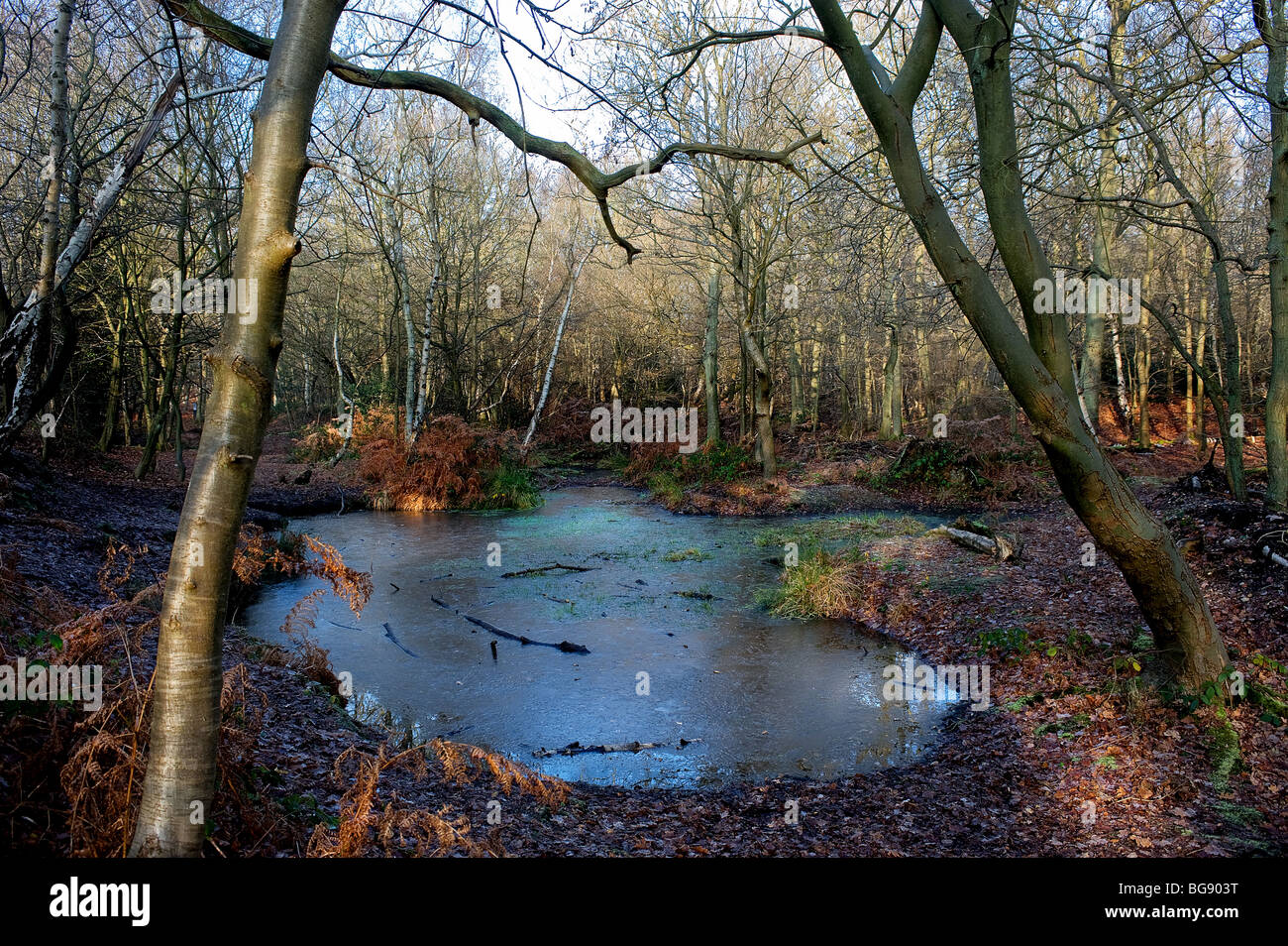 Una coperta di ghiaccio stagno in antichi boschi in Essex. Foto Stock