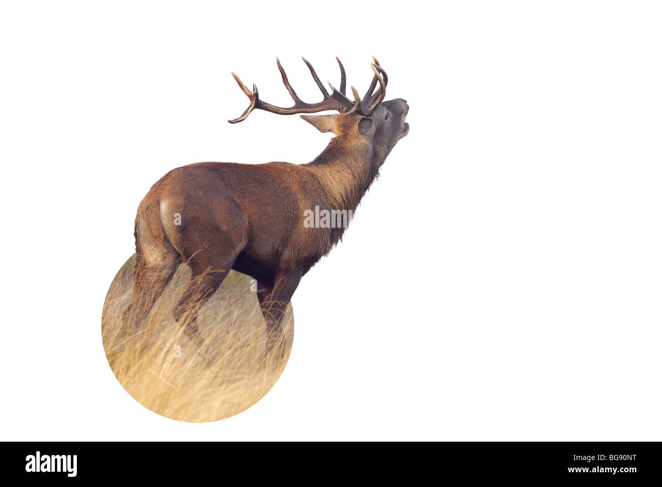 Red Deer Cervo Cervus elaphus ruggente Foto Stock