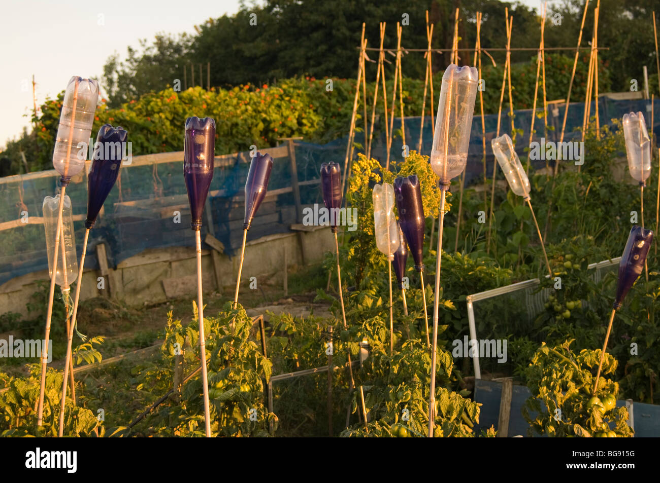 Le bottiglie di plastica sulle canne per spaventare gli uccelli lontano da  piante di pomodoro su un riparto Foto stock - Alamy