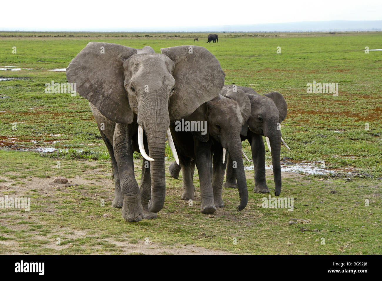 Elefante africano e di vitelli camminando sul terreno paludoso, Amboseli, Kenya Foto Stock