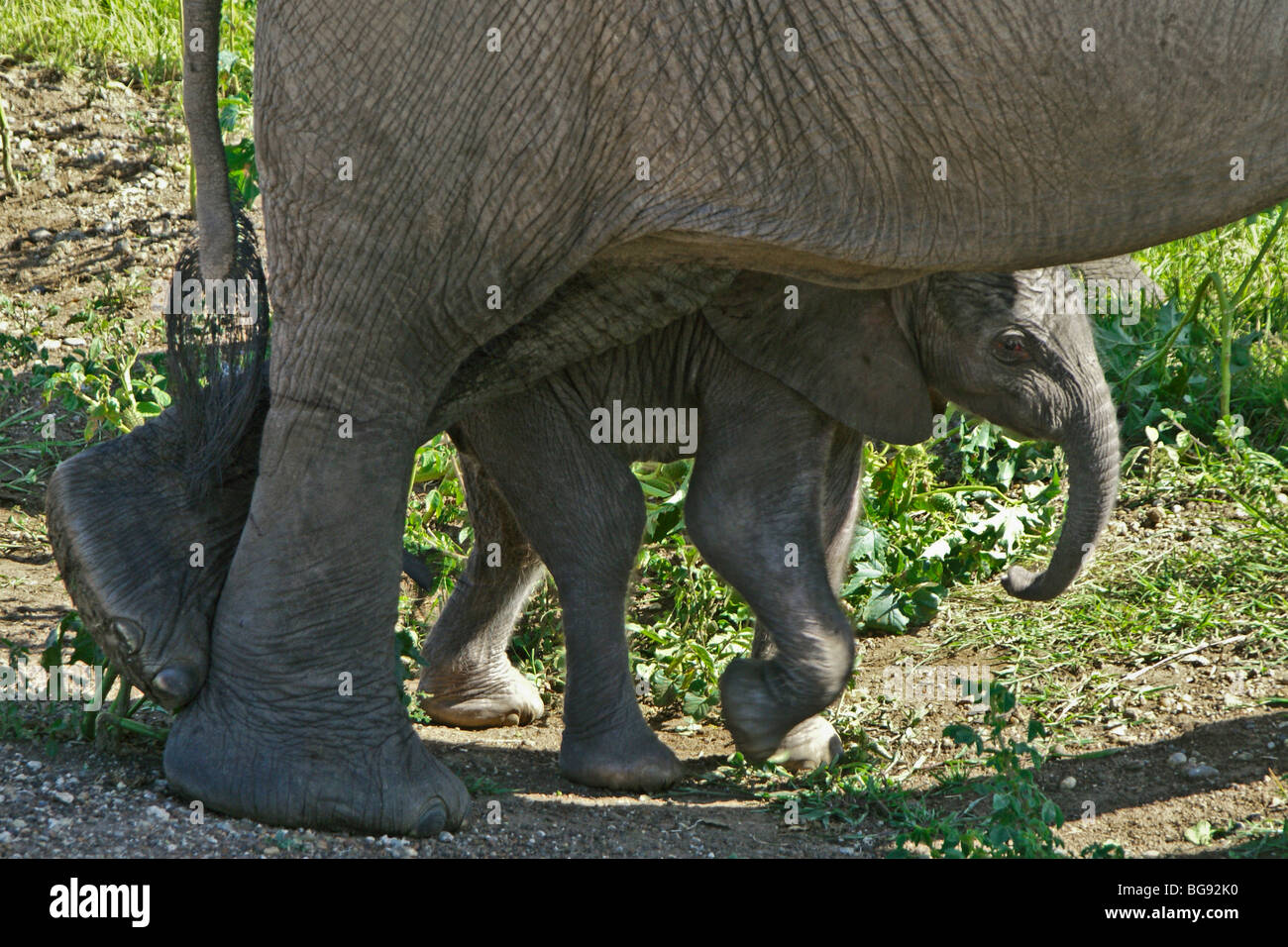 Neonato dell' elefante africano sotto madre della pancia, il Masai Mara, Kenya Foto Stock