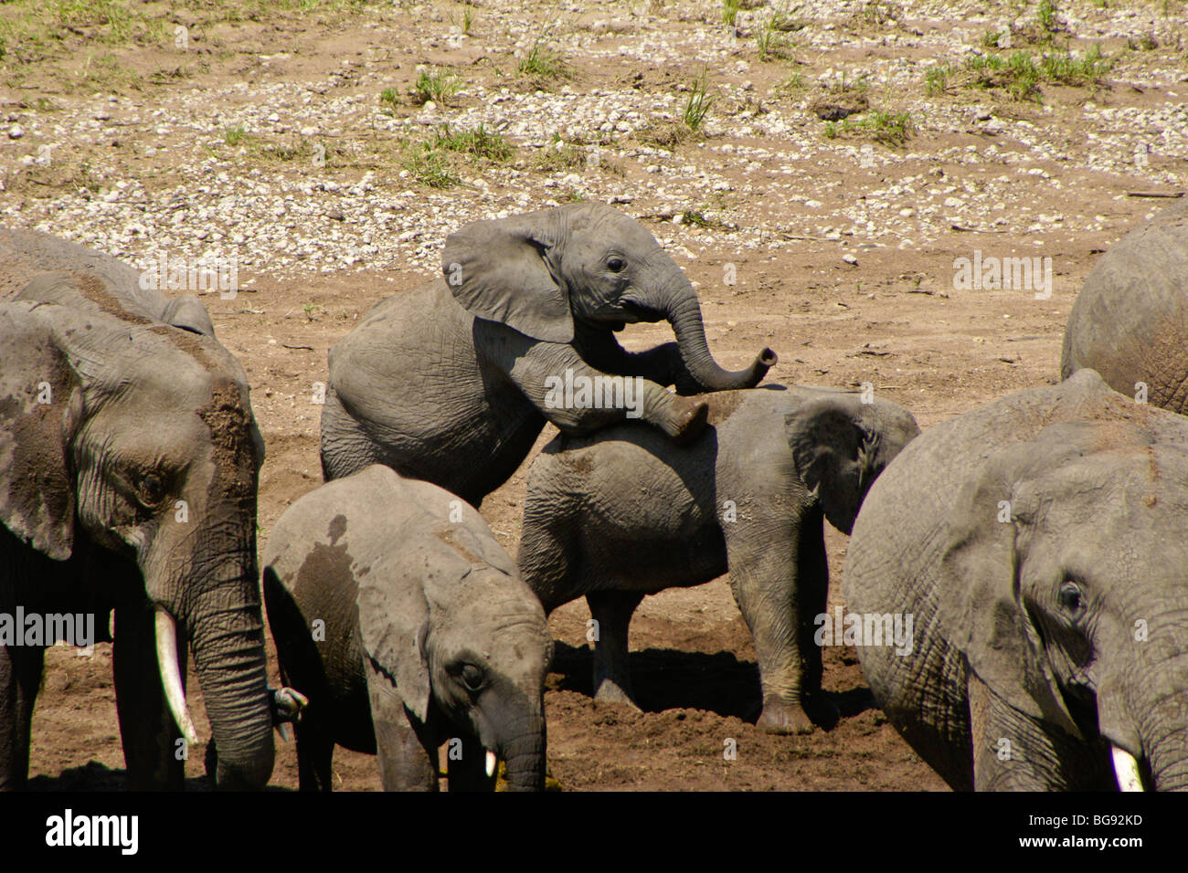 Elefante africano riproduzione di vitello, il Masai Mara, Kenya Foto Stock